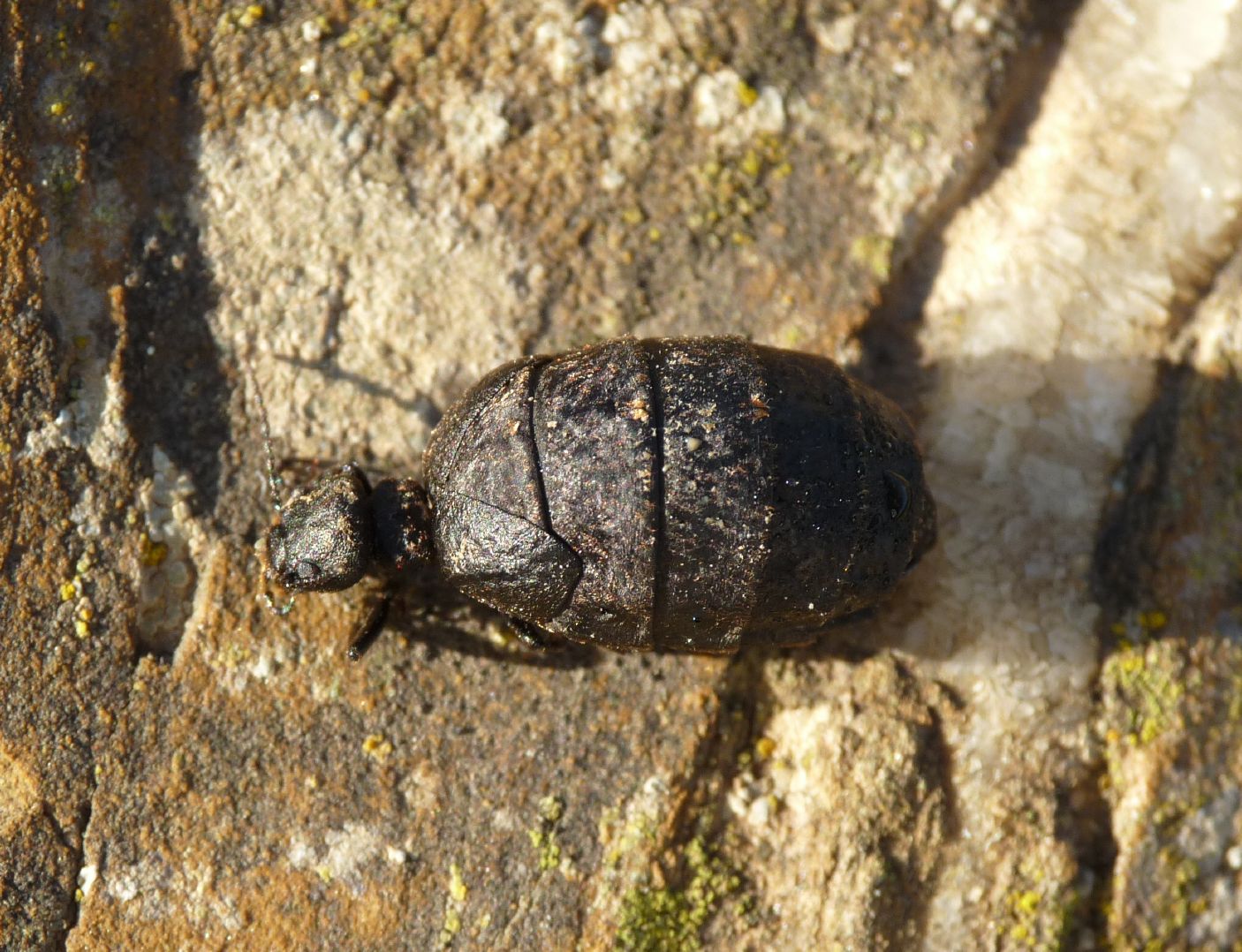 Meloe (Eurymeloe) mediterraneus